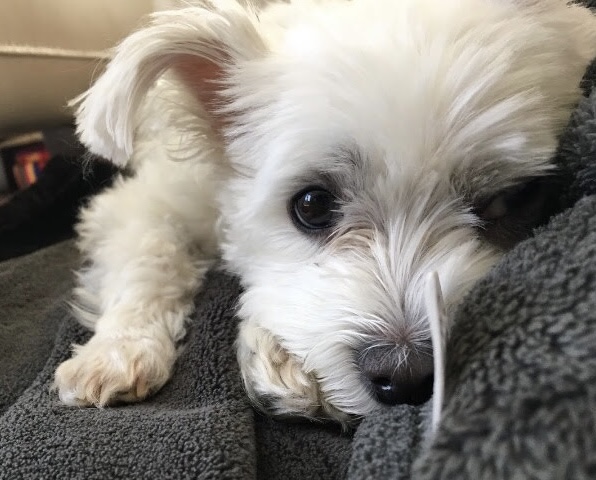 Mimi