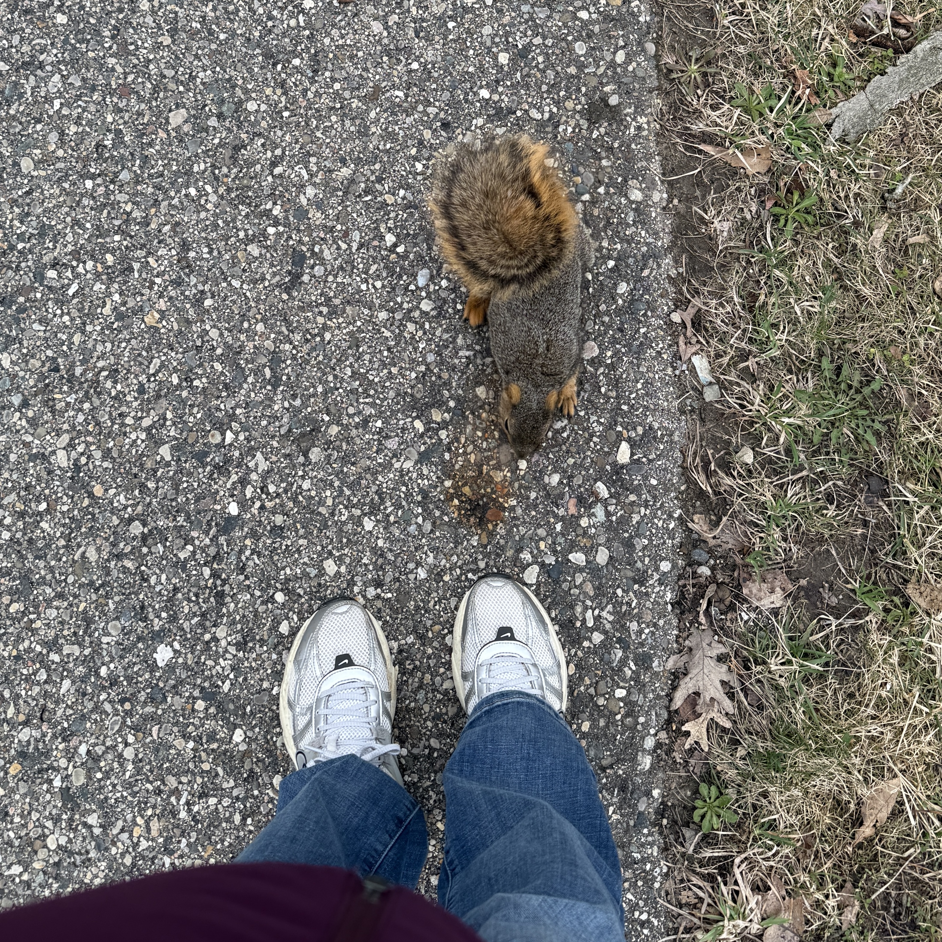 Squirrel